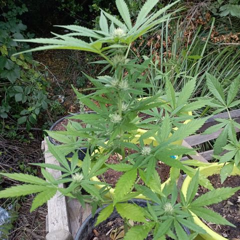 Hulk growlog timeline photo