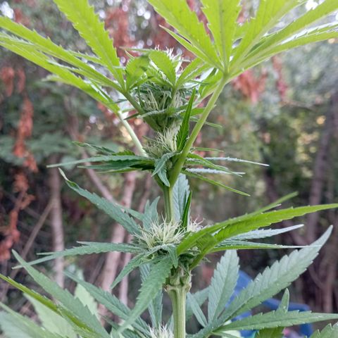 Hulk growlog timeline photo