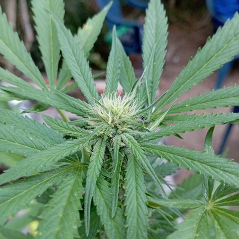 Hulk growlog timeline photo