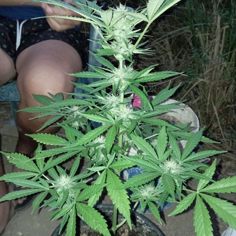 Hulk growlog timeline photo