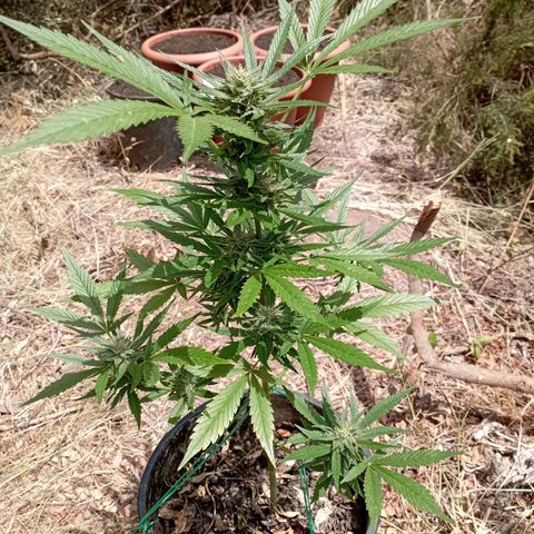 Hulk growlog timeline photo