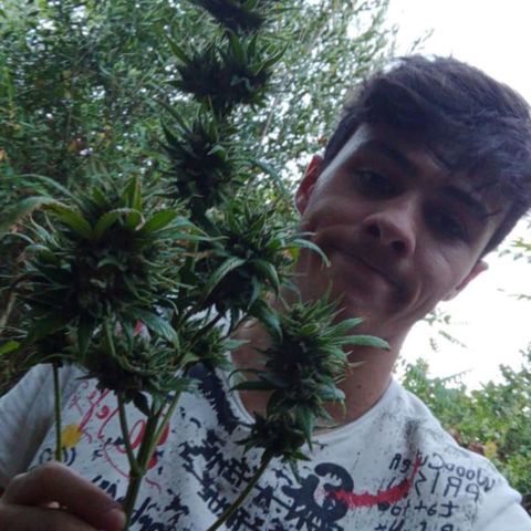 Hulk growlog timeline photo