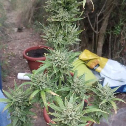 Hulk growlog timeline photo