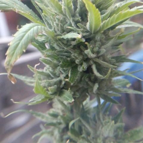 Hulk growlog timeline photo