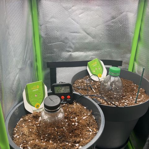 Blue Cheese Automatic growlog timeline photo