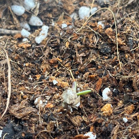 Blue Cheese Automatic growlog photo: Sortie de terre