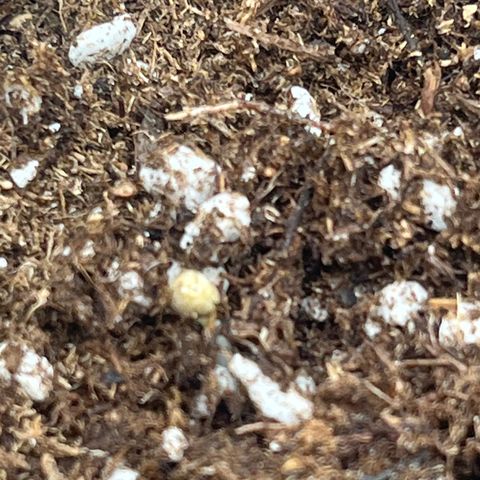 Easy Bud growlog photo: Sortie de terre