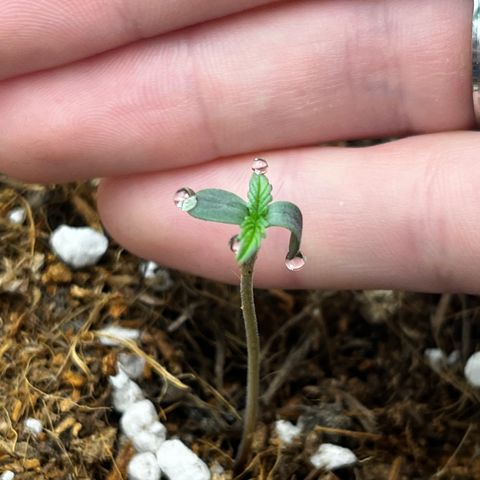 Blue Cheese Automatic growlog timeline photo