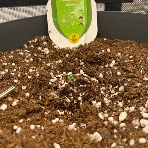 Easy Bud growlog timeline photo