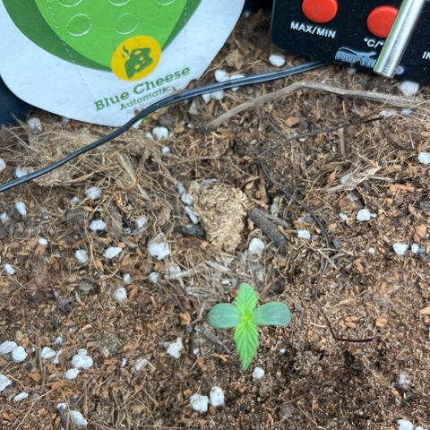 Blue Cheese Automatic growlog timeline photo