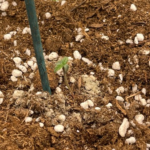 Easy Bud growlog timeline photo