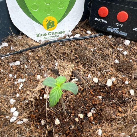 Blue Cheese Automatic growlog timeline photo
