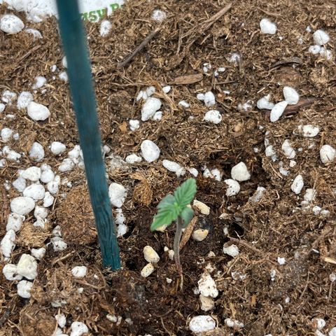 Easy Bud growlog timeline photo