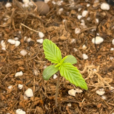 Blue Cheese Automatic growlog timeline photo
