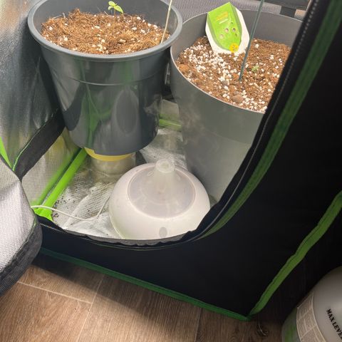 Blue Cheese Automatic growlog timeline photo