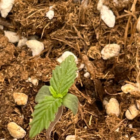 Easy Bud growlog timeline photo