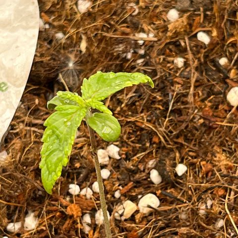Blue Cheese Automatic growlog timeline photo