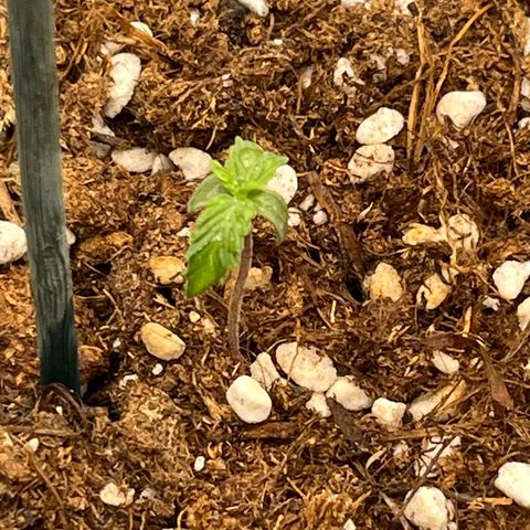 Easy Bud growlog timeline photo