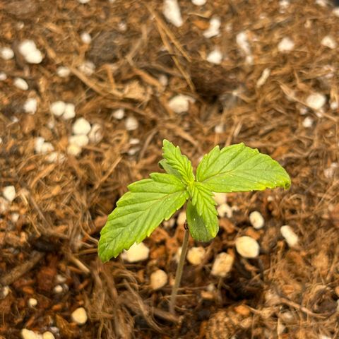 Blue Cheese Automatic growlog timeline photo