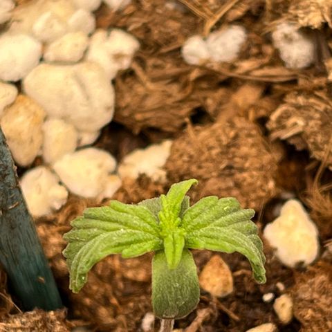 Easy Bud growlog timeline photo