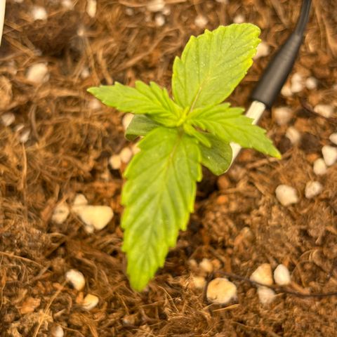 Blue Cheese Automatic growlog timeline photo