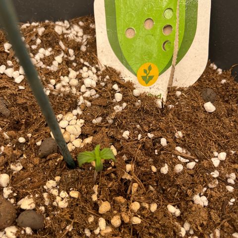 Easy Bud growlog timeline photo