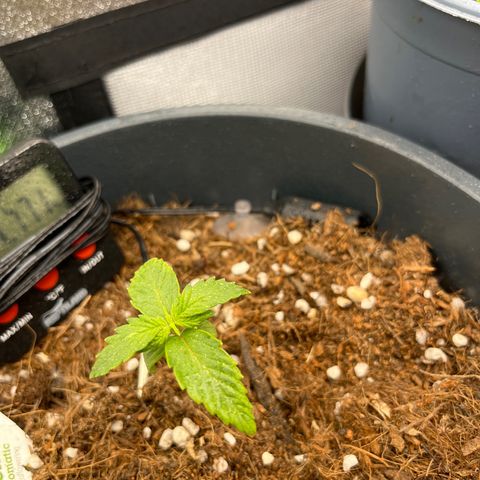Blue Cheese Automatic growlog timeline photo