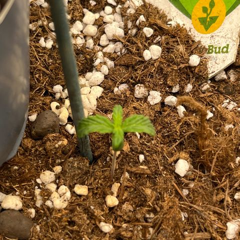 Easy Bud growlog timeline photo