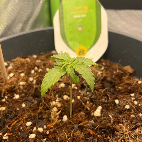 Blue Cheese Automatic growlog timeline photo