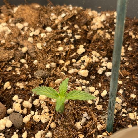 Easy Bud growlog timeline photo