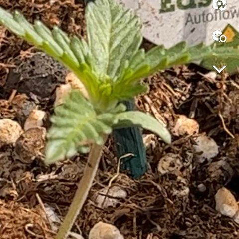 Blue Cheese Automatic growlog timeline photo