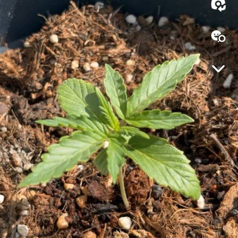 Blue Cheese Automatic growlog timeline photo
