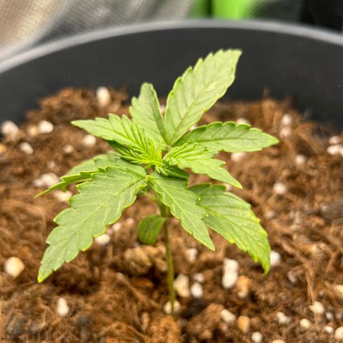 Blue Cheese Automatic growlog timeline photo
