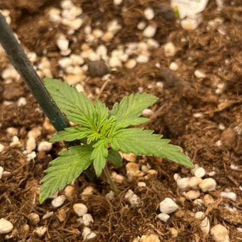 Easy Bud growlog timeline photo