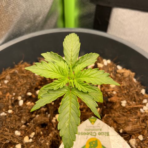 Blue Cheese Automatic growlog timeline photo