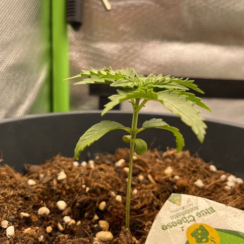 Blue Cheese Automatic growlog timeline photo