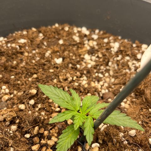 Easy Bud growlog timeline photo