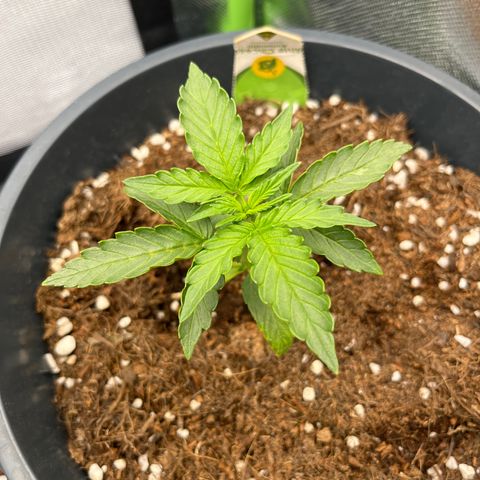 Blue Cheese Automatic growlog timeline photo