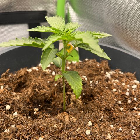 Blue Cheese Automatic growlog timeline photo
