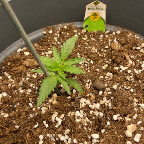 Easy Bud growlog timeline photo