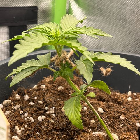 Blue Cheese Automatic growlog timeline photo