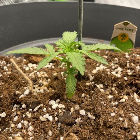 Easy Bud growlog timeline photo