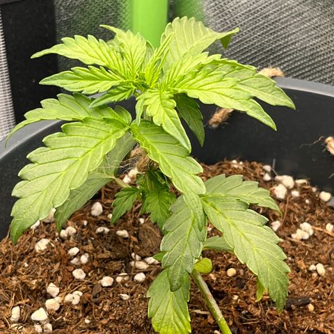 Blue Cheese Automatic growlog timeline photo