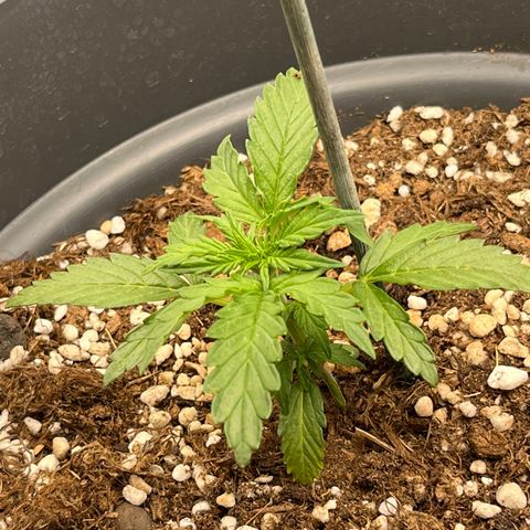 Easy Bud growlog timeline photo