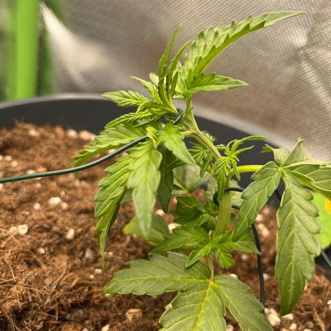 Blue Cheese Automatic growlog timeline photo