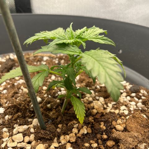 Easy Bud growlog timeline photo