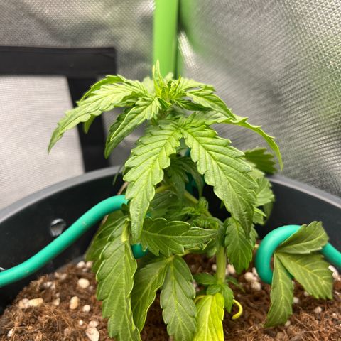 Blue Cheese Automatic growlog timeline photo