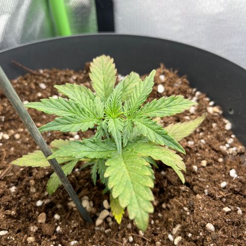 Blue Cheese Automatic growlog timeline photo