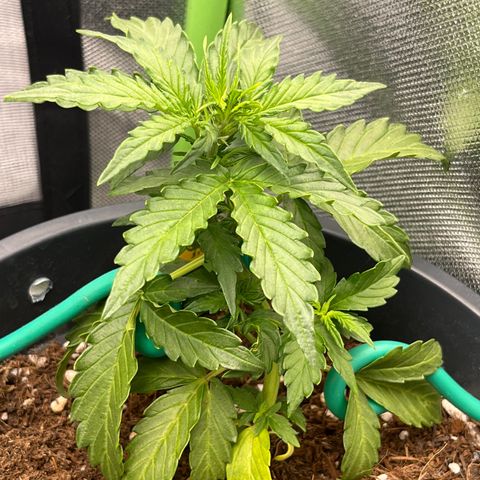 Blue Cheese Automatic growlog timeline photo