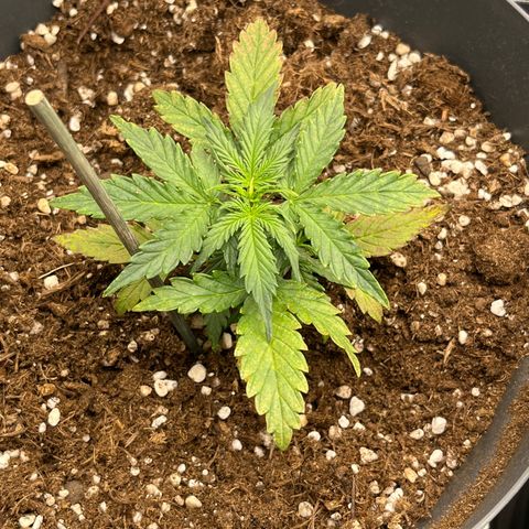 Easy Bud growlog timeline photo